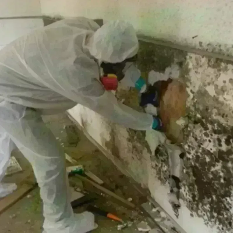 Mold Remediation and Removal in Claxton, GA